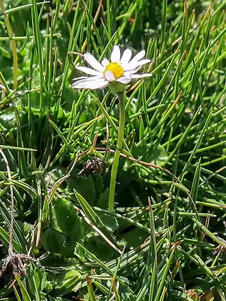 Description de l'image Bellis bernardii, Rotondo range, Corsica.jpg.