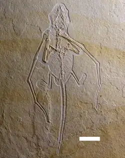 Spécimen holotype BSP-1993-XVIII-2 de Bellubrunnus.