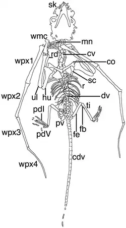 Schéma du spécimen holotype.