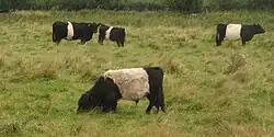 Quatre bovins noirs ceinturés de blanc dans une prairie à herbe haute accentuant les pattes courtes des animaux.