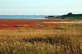 Terre-plein dans le Beltringharder Koog