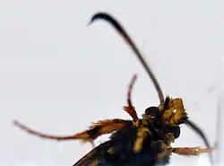 Tête vue de dessous