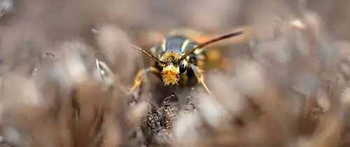 Touffe d'écailles caractéristique, tête vue de face