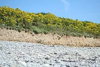 Marque de l'érosion sur le littoral nord de l'île de Béniguet, retenu par sa végétation