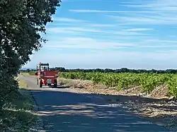 La benne à vendange amène la récolte de la vigne au chai.