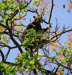 Dendrolagus bennettianus