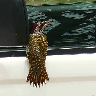 Description de cette image, également commentée ci-après