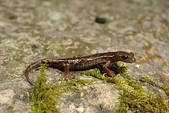 Description de l'image BennyTrapp Ambrosis Höhlensalamander Speleomantes ambrosii Italien.jpg.