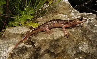 Description de l'image BennyTrapp Monte-Albo-Höhlensalamander Speleomantes flavus Sardinien Italien.jpg.