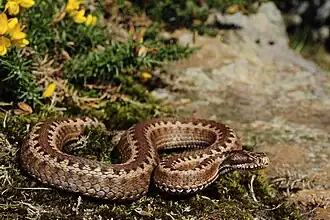 Vipera seoanei