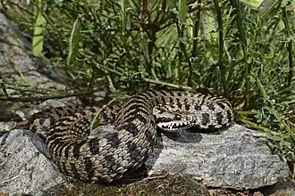 Vipera walser