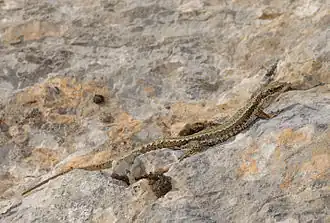 Description de l'image Benny Trapp Kroatische Gebirgseidechse Iberolacerta horvathi.jpg.