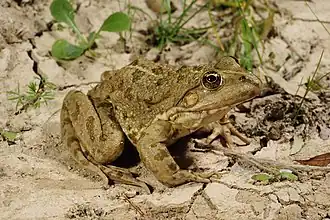 Pelophylax kl. grafi(P. perezi × P. ridibundus).