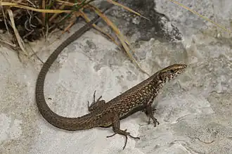 Description de l'image Benny Trapp Peloponnes-Kieleidechse Algyroides moreoticus.jpg.