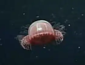 Description de l'image Benthocodon.jpg.