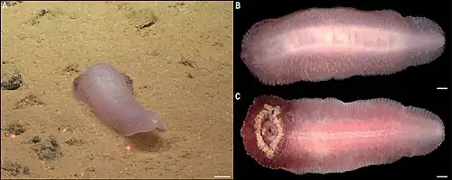 Benthodytes cf. sanguinolenta