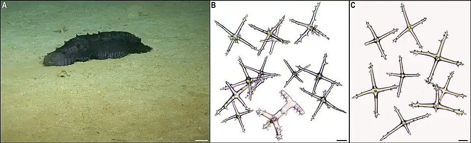 Benthodytes marianensis