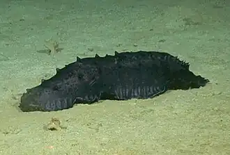 Benthodytes marianensis