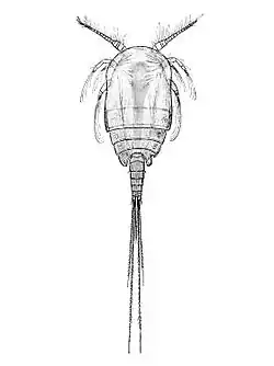 Benthomisophria palliata (Misophrioida)