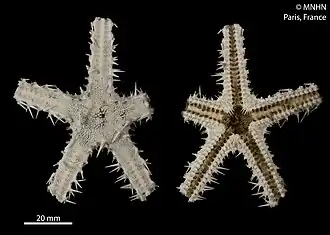 Benthopecten simplex chardyi