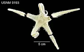 Benthopecten spinosus
