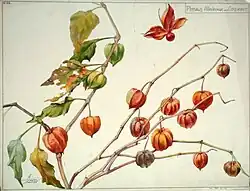 Étude de physalis alkekenge ou coqueret.