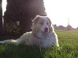 Berger australien rouge merle avec yeux hétérochromes