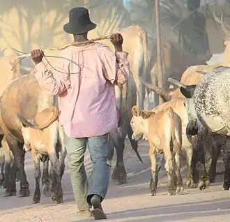 Image illustrative de l’article Élevage en Guinée