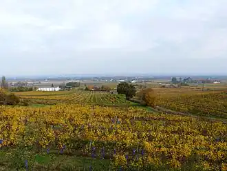 Image illustrative de l’article Monbazillac (AOC)