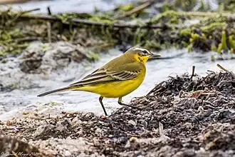 Bergeronnette printanière.