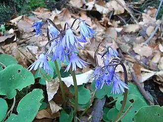 Description de l'image Bergglöckchen (Soldanella montana).jpg.
