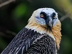 Gros plan de la tête.