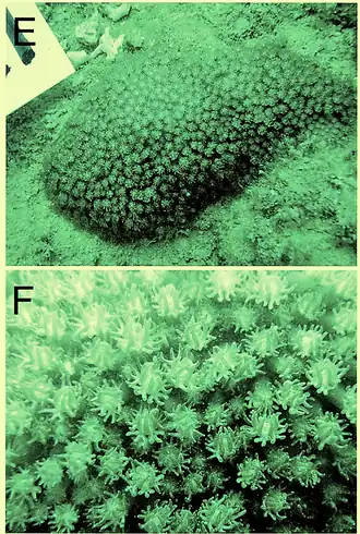 Description de l'image Bernardpora stutchburyi. 10.1371-journal.pone.0098406.g002.png.