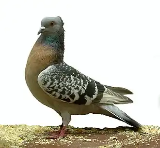 Image illustrative de l’article Alouette bernoise