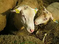 Le mouton Berrichon du Cher, en 2007.