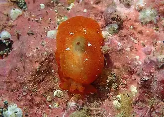 Berthella caledonica