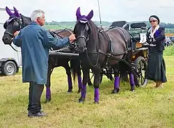 En estéreur, un homme arrange l'attelage de deux chevaux noirs.