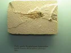 Fossile de Berybolcensis leptacanthus