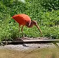 Ibis rouge