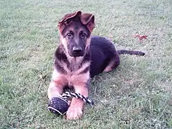 Berger allemand âge de trois mois.