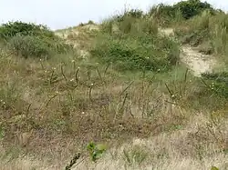 l'Onagre à sépales striés de rouge, sur la Dune du Perroquet, à Bray-Dunes.