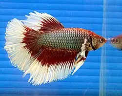 Un mâle bleuté à nageoires rouges et blanches