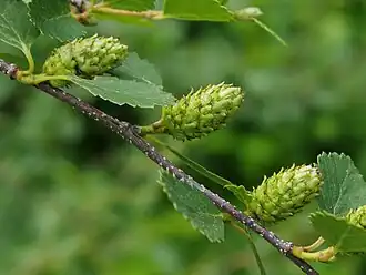 Description de l'image Betula glandulosa ÖBG 2012-05-28 01-4x3.jpg.