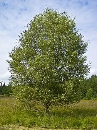 Le bouleau pubescent en 2007