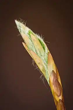 Bourgeon de hêtre commun. Avril 2022.