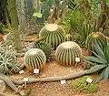 Détail de la serre des cactées avec des coussins de belle-mère