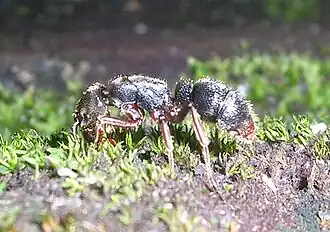 Pachycondyla rufipes.