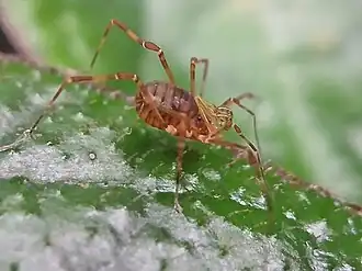 Description de l'image Biantid Harvestmen at Paithalmala.jpg.