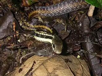 Thamnosophis epistibes.