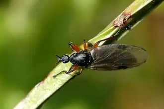 Bibio varipes, femelle.